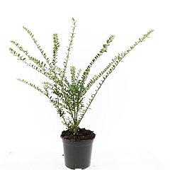 Lonicera nit. 'Hohenheim. Findling'