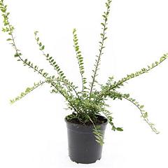 Lonicera nit. 'Maigrün'