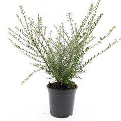 Lonicera nit. 'Silver Beauty'