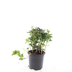 Pachysandra terminalis