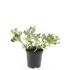 Pachysandra term. 'Variegata'