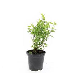 Philadelphus 'Manteau d'Hermine'