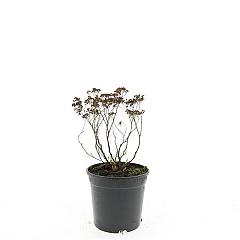 Spiraea japonica 'Albiflora'