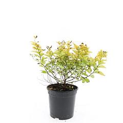 Spiraea japonica 'Golden Princess'