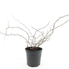 Stephanandra incisa 'Crispa'