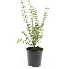 Symphoricarpos d. 'Magic Berry'