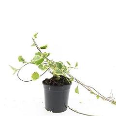 Vinca major 'Variegata'