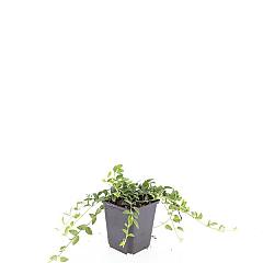 Vinca minor 'Gertrude Jekyll'