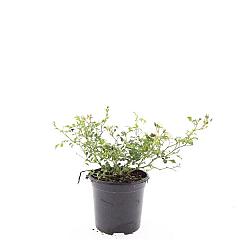 Rosa (M) 'White Fairy'