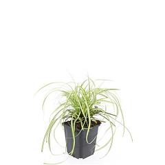 Carex oshimensis 'Evergold'