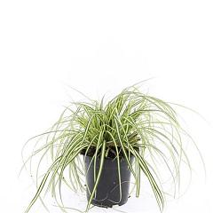 Carex oshimensis 'Evergold'