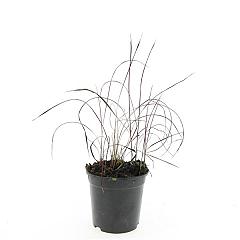 Imperata cylindrica 'Red Baron'