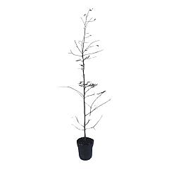 Carpinus betulus