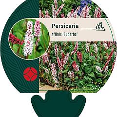 Persicaria aff. 'Superba'