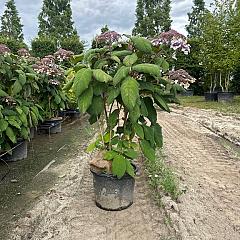 Hydrangea asp. 'Macrophylla'