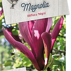 Magnolia liliiflora 'Nigra'