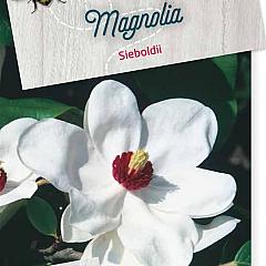 Magnolia sieboldii