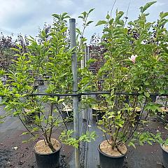 Magnolia soulangeana