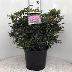 Rhododendron (P) 'Graziella'