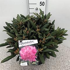 Rhododendron (Y) 'Kalinka'