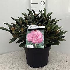 Rhododendron (Y) 'Polaris'