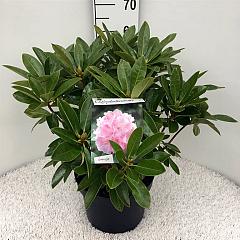 Rhododendron 'Albert Schweitzer'