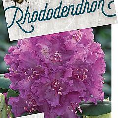 Rhododendron 'Azurro'