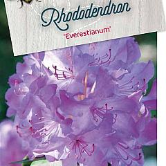 Rhododendron 'Everestianum'