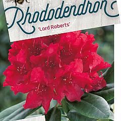 Rhododendron 'Lord Roberts'
