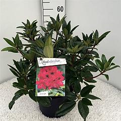Rhododendron 'Marie Forte'