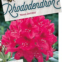Rhododendron 'Nova Zembla'