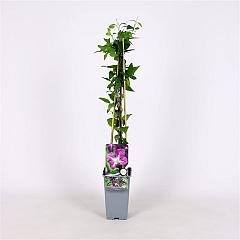 Clematis viticella