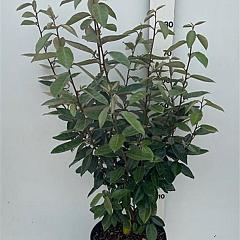 Elaeagnus ebbingei