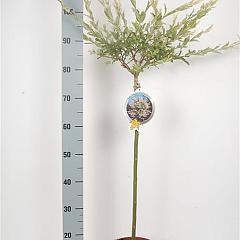 Salix integra 'Hakuro-nishiki'