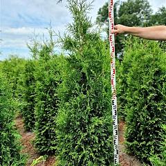 Thuja occ. 'Brabant'