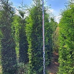 Thuja occ. 'Brabant'