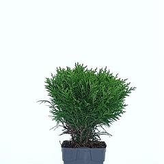 Thuja occ. 'Danica'