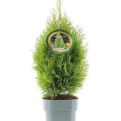 Thuja occ. 'Golden Smaragd'