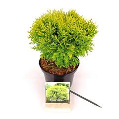 Thuja occ. 'Mirjam'