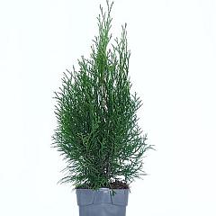 Thuja occ. 'Smaragd'