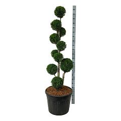 Thuja occ. 'Smaragd'