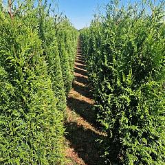 Thuja pl. 'Martin'