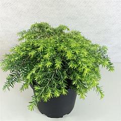 Tsuga can. 'Jeddeloh'