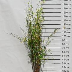 Fargesia nitida 'Black Pearl'