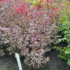 Acer pal. 'Bloodgood'