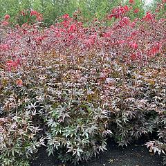 Acer pal. 'Bloodgood'