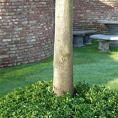 Pachysandra terminalis