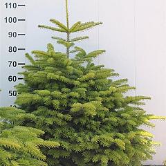 Abies nordmanniana