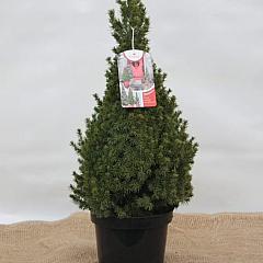 Picea glauca 'Perfecta'