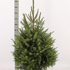 Picea omorika